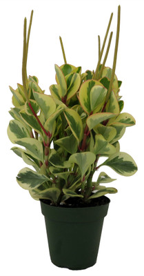 Citrus Peperomia Plant - 4" Pot - Collector's Series