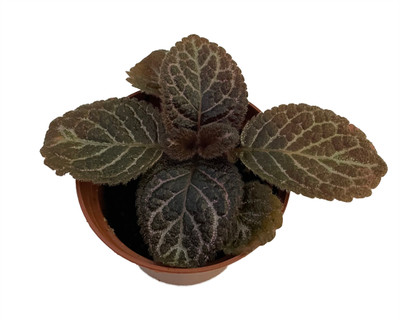 Chocolate Cream Flame Violet - Episcia - 2.5" Pot - Great House Plant