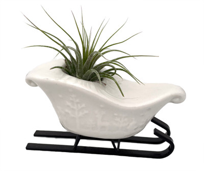 Ceramic White Christmas Sleigh plus Live Air Plant - Tillandsia