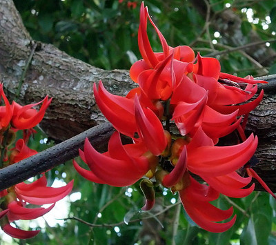 Dwarf Red Jade Vine - Camptosemma - Spectacular - 4" Pot