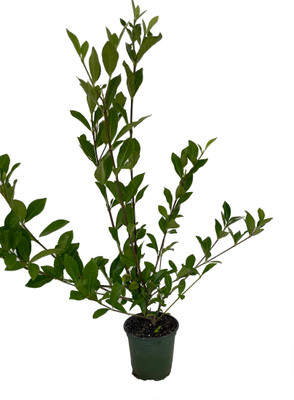 Veitchii Everblooming Gardenia - Florist's Gardenia - 4" Pot