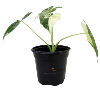 Variegated Alocasia Frydek - Houseplant - 4" Pot