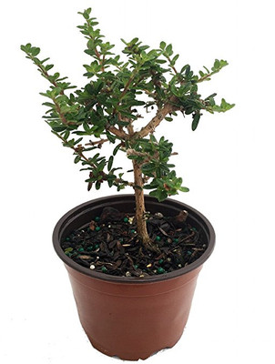 Bahama Berry - Mounjean Tea - Nashia inaguensis - 6" Pot - Herbal Tea
