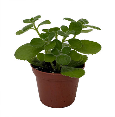 Vicks Swedish Ivy Plant - Plectranthus - 2.5" Pot