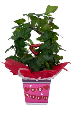 Be Mine English Ivy Hoop Trellis - 4" Pot in Valentine's Gift Box and Heart Pick