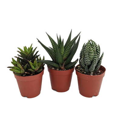 SUPER SALE - Haworthia Collection 3 Plants - 2" Pot