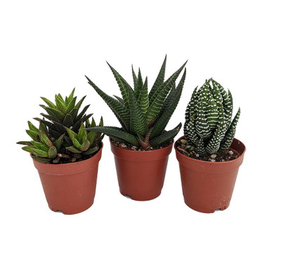 SUPER SALE - Haworthia Collection 3 Plants - 2" Pot