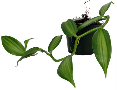 Variegated Vanilla Bean Orchid Plant - 4" Pot - Planifolia