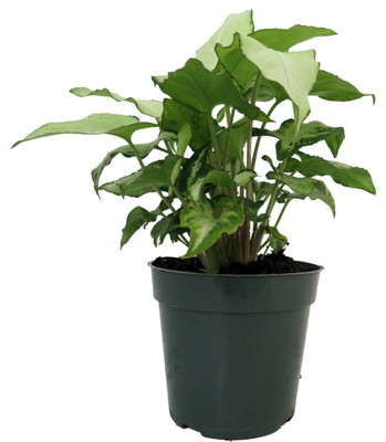 Holly Arrowhead Plant - Syngonium/Nepthytis - 4" Pot