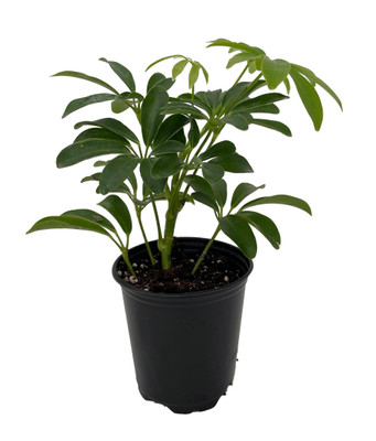 Mini Schefflera arboricola - Dwarf Umbrella Plant - 3.5" Pot