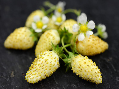 Yellow Wonder™ Alpine Strawberry - 25 Plants - 2.5" Pots- Fragaria - Everbearing