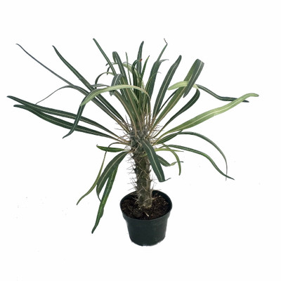 Madagascar Palm - Pachypodium Lamerei - Exotic & Easy! - 4" Pot