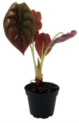 Rare Alocasia cuprea - Red Secret - 2.5" Pot - Collector's Series