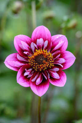 Liquid Desire Mignon Dahlia -  #1 Size Root Clump - New!