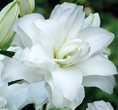 Lotus Pure Oriental Lily - 2 Bulbs 16/18cm - Double White Blooms - NEW