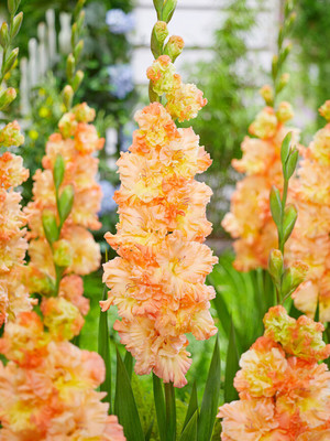 The Great Queen Elizabeth Parrot Gladiolus 10 Bulbs 10/+ cm - NEW