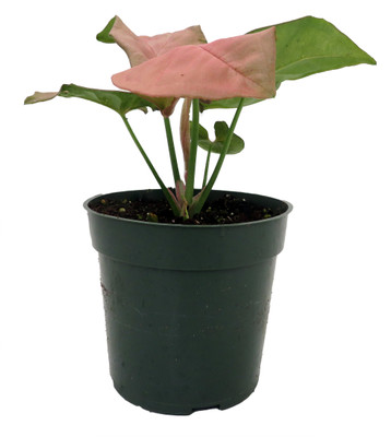 Strawberry Milk Arrowhead Plant - Syngonium / Nepthytis - 4" Pot
