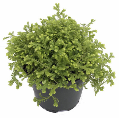Golden Fern Club Moss Plant - Selaginella - Exotic - 4" Pot