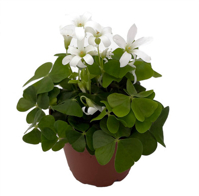 Green Shamrock Plant - 2.5" Pot - White Flowers - Oxalis