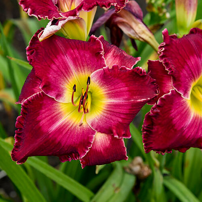 Rainbow Rhythm® Blood, Sweat and Tears Daylily Hemerocallis - Gallon Pot - New