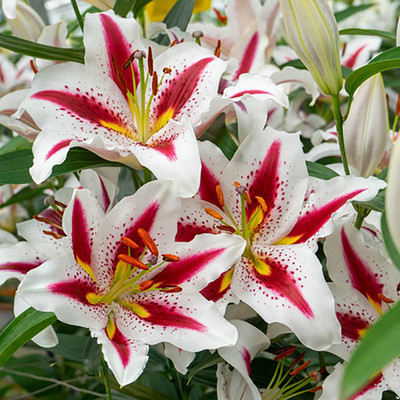 Big Smile Oriental Lily - 2 Bulbs 16/18 cm - New!