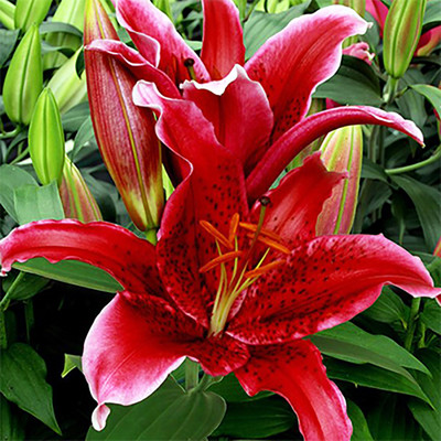 Red Flash Oriental Lily - 2 Bulbs 16/18 cm - New!