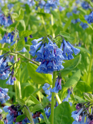 Wildflower - Virginia Bluebells - 2 Bare Roots - Mertensia - Top size Roots