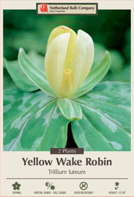 Yellow Trillium luteum - Yellow Wake Robin - 2 Bulbs (Pips) - Top Size