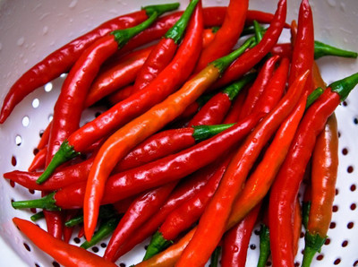 Long Thin Red Cayenne Pepper Plant - 4" Pot - Hot!