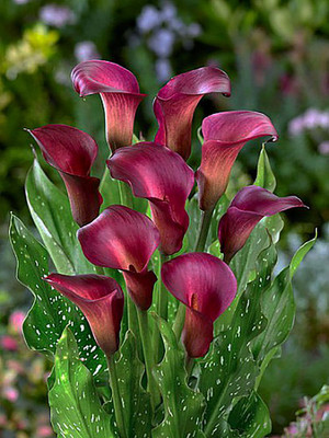 Rocket Calla Lily Bulb - 14/16cm Bulb - Bold Maroon