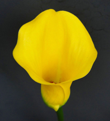 Strong Gold Calla Lily Bulb - 1 Bulb 14/16cm