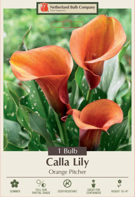 Orange Pitcher Calla Lily Bulb - Zantedeschia - 14/16 cm