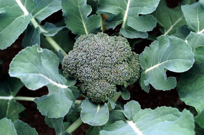 Premium Crop Broccoli Plant - 4" Pot - Heavy Yields, Great Taste