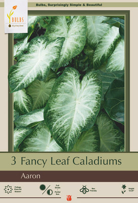 Fancy Aaron Caladium 3 Bulbs - Frosty White/Green Edge - #1 Size Bulb