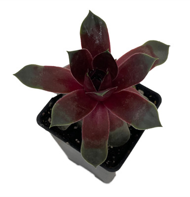 フルーツ・果実 Musa Gracillis Holttum Variegated NParks | Musa gracilis