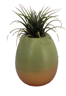 Green and Gold Easter Egg- Live Air Plant - Tillandsia