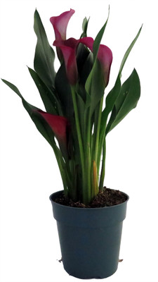 Edge of Night Calla Lily Plant -Black Star - 4.5" Pot
