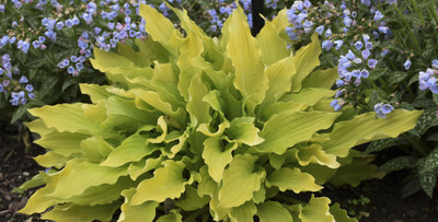 Time in a Bottle Hosta - Gallon Pot - Best Shade Perennial - New!