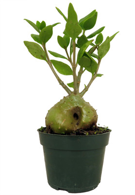 Papua Ant Farm Plant - Hydnophytum papuanum - 4" Pot