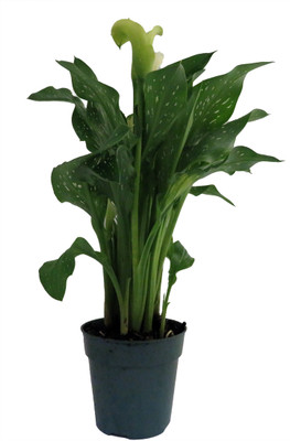 White Calla Lily Plant- 4.5" Pot