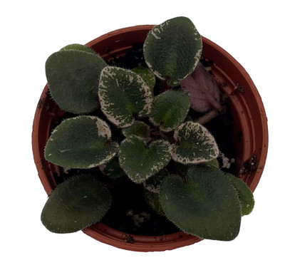 Denver Doll Micro Miniature African Violet - 2" Pot - Violet Collector's Series