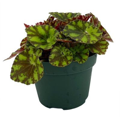 Neon Splash Begonia Plant - 3.75" Pot - Easy to Grow Houseplant