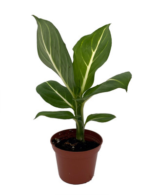 Sterling Dieffenbachia Plant -2.5" Pot