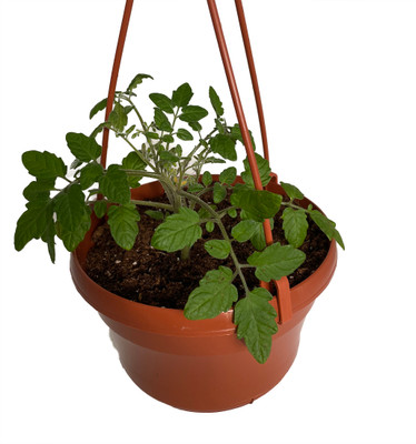 Tumbling Tom Red Cherry Tomato Plant-6" Hanging Basket