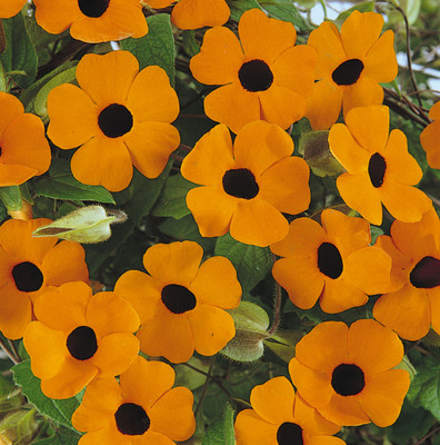 Vivid Orange Black Eyed Susan Vine - Thunbergia - NEW! - 2.5" Pot