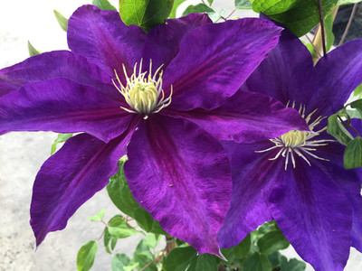 The Duchess of Cornwall Clematis Vine - Violet Hues - Fragrant - NEW! - 2.5" Pot