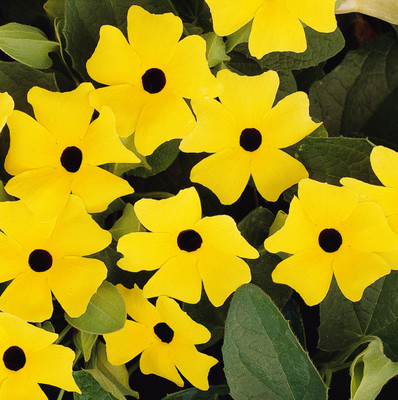 Sunny Yellow Black Eyed Susan Vine - Thunbergia - NEW!  2.5" Pot