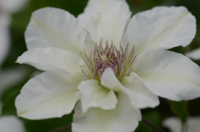 Kitty Clematis Vine - White with Burgundy Anthers - Fragrant - NEW! - 2.5" Pot