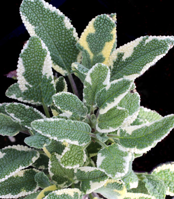 Variegated Garden Sage - Salvia officinalis - Perennial - 3" Pot