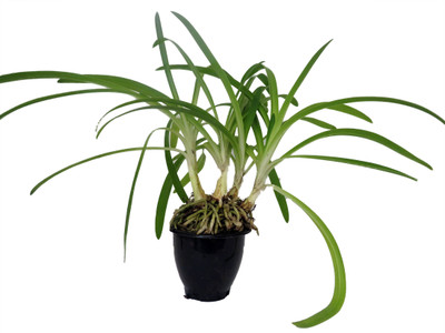 Blue African Lily of the Nile Plant - Agapanthus - 4" Pot